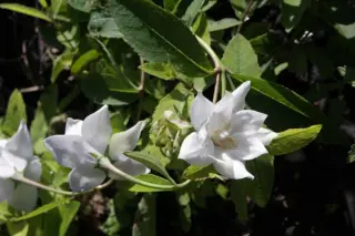 Platycodon grandiflorus 'Album Plenum'