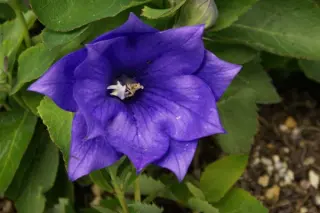 Platycodon grandiflorus 'Astra Blue Double'