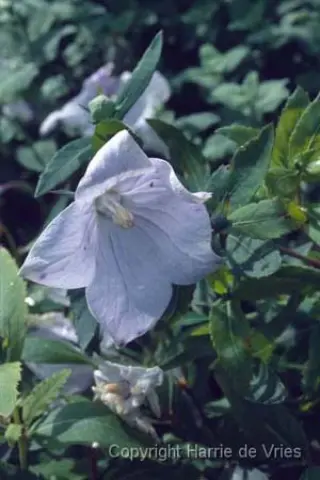 Platycodon grandiflorus 'Fairy Snow'