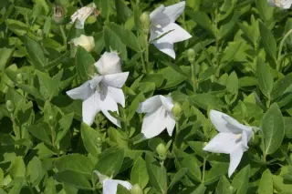 Platycodon grandiflorus 'Fairy Snow'