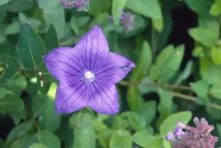 Platycodon grandiflorus 'Fuji Blue'