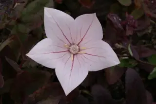 Platycodon grandiflorus 'Fuji Pink'