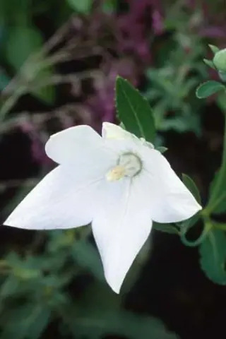 Platycodon grandiflorus 'Fuji White'