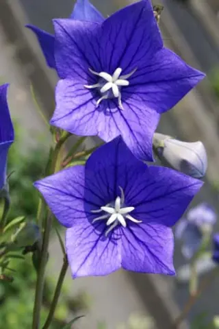Platycodon grandiflorus 'Mariesii'