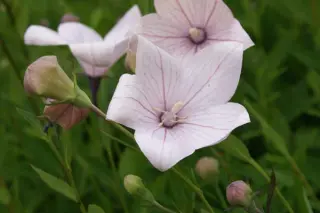 Platycodon grandiflorus 'Perlmutterschale'