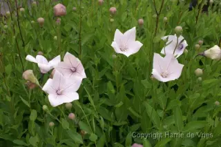 Platycodon grandiflorus 'Perlmutterschale'