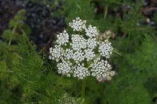 Pleurospermum giraldii Hehehe 075