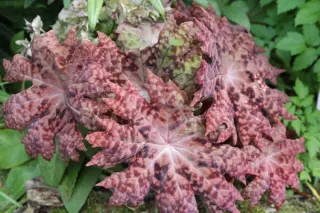 Podophyllum delavayi (veitchii)