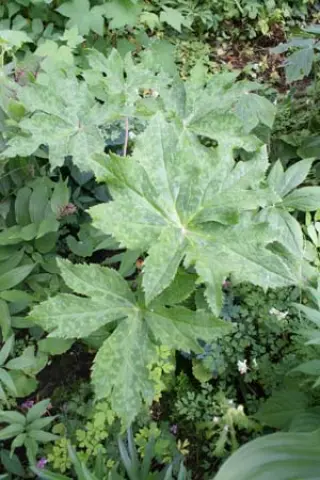 Podophyllum hexandrum 'Majus'