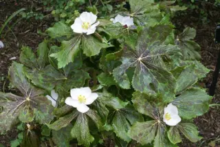 Podophyllum hexandrum