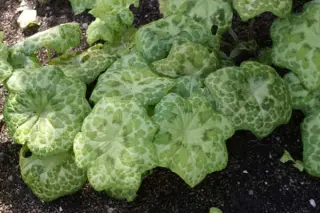 Podophyllum 'Kaleidoscope'