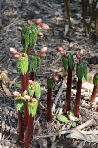 Podophyllum mairei (syn. Dysosma aurantiocaulis)