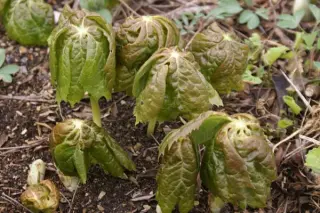 Podophyllum peltatum