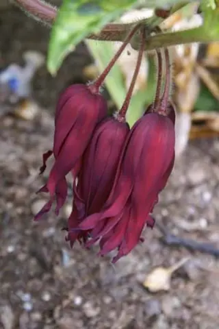 Podophyllum 'Spotty Dotty'