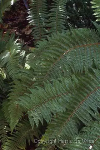 Polystichum aculeatum