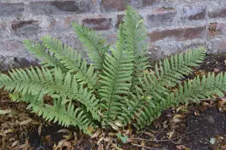 Polystichum andersonii