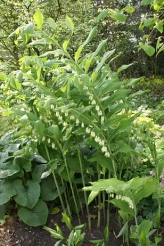 Polygonatum biflorum (commutatum)