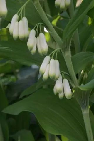 Polygonatum biflorum (commutatum)