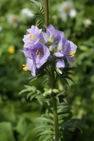 Polemonium caucasicum (coll Kaukas.)
