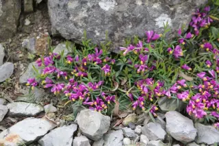Polygala chamaebuxus 'Kamniski'