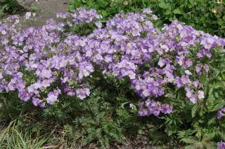 Polemonium 'Churchills'