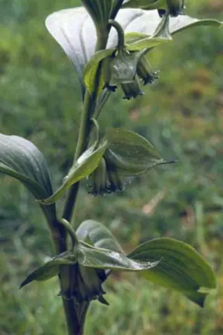 Polygonatum cryptanthum