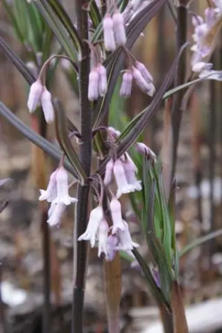 Polygonatum curvistylum