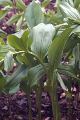 Polygonatum hirtum (latifolium)