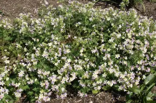 Polemonium 'Hopleys'