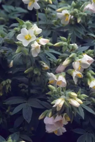 Polemonium 'Hopleys'