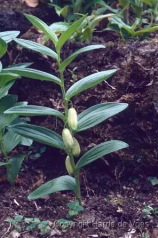 Polygonatum humile