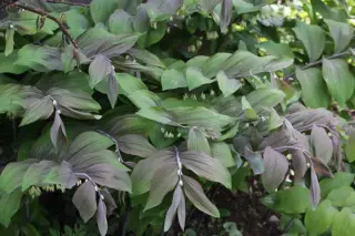Polygonatum x hybr. ex 'Betberg' Zaail.