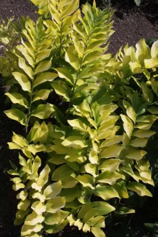 Polygonatum x hybr. 'Golden Gift'