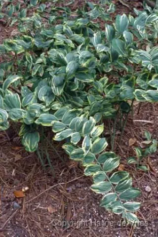 Polygonatum x hybr. 'Striatum'