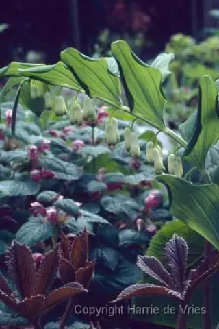 Polygonatum x hybr. 'Weihenstephan'
