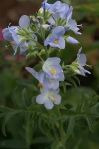 Polemonium 'Idylle'