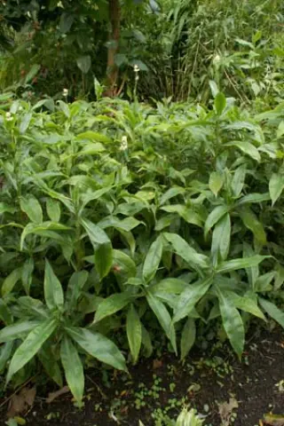 Pollia japonica