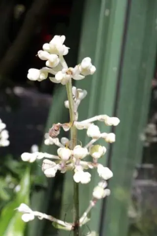 Pollia japonica