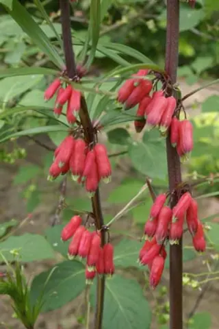 Polygonatum kingianum 'Red Form'