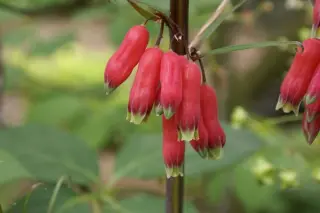 Polygonatum kingianum 'Red Form'