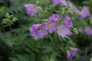Polemonium 'Lambrook Mauve'