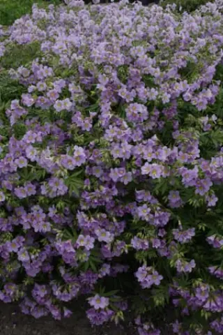 Polemonium 'Lambrook Mauve'