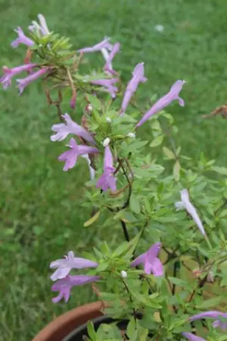 Poliomintha longiflora (bustamanta)