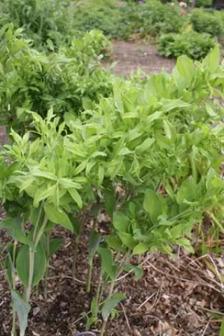 Polygonatum multiflorum 'Ramosissima'