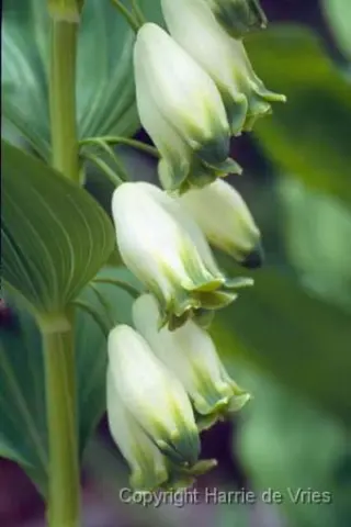 Polygonatum odoratum