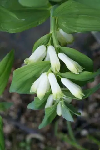 Polygonatum odoratum 'Aureum'