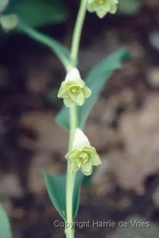 Polygonatum odoratum 'Flore Pleno'
