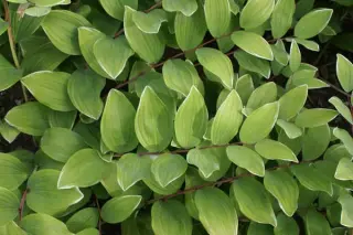 Polygonatum odoratum var. pluriflorum 'Variegatum'