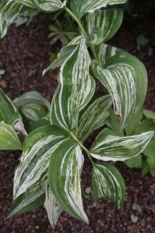 Polygonatum odoratum 'Taiga'