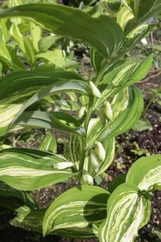 Polygonatum odoratum 'Taiga'